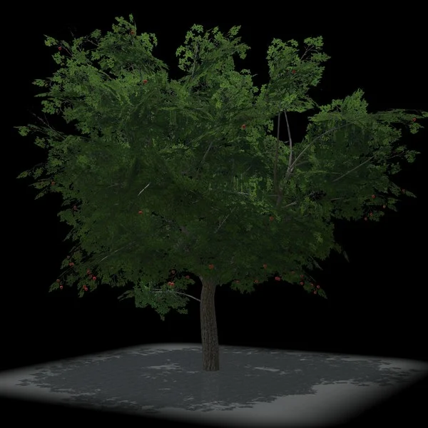 Placeable apple tree V1.1 FS22 FS22 Mod Free Download