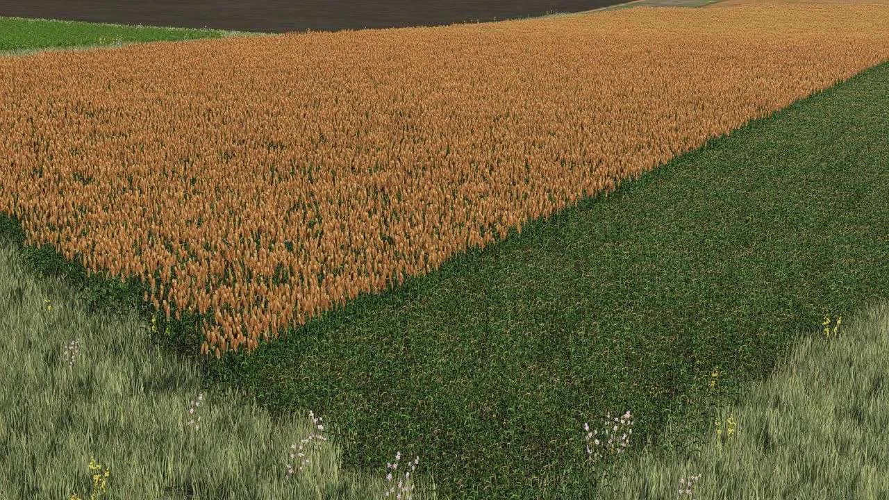 New sorghum texture ready for harvest v1.0 FS22 FS22 Mod Free Download