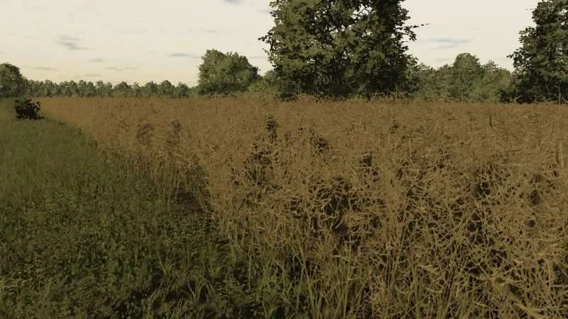 Rapeseed texture v1.0 FS22 FS22 Mod Free Download