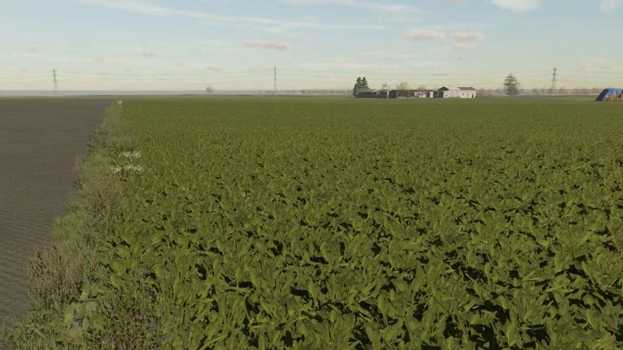 Sugar beet textures v1.0 FS22 FS22 Mod Free Download