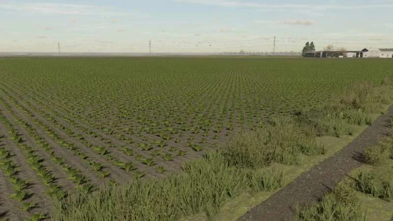 Sugarbeet Textures v1.0 FS22 FS22 Mod Free Download