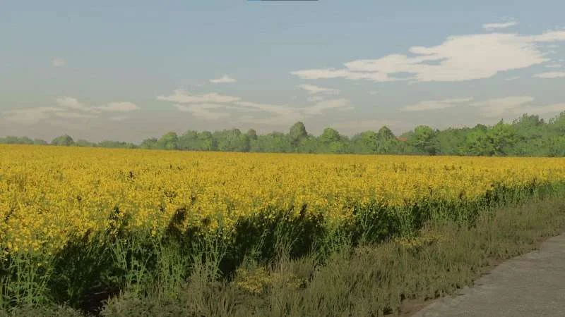 Textures of canola v1.0 FS22 FS22 Mod Free Download