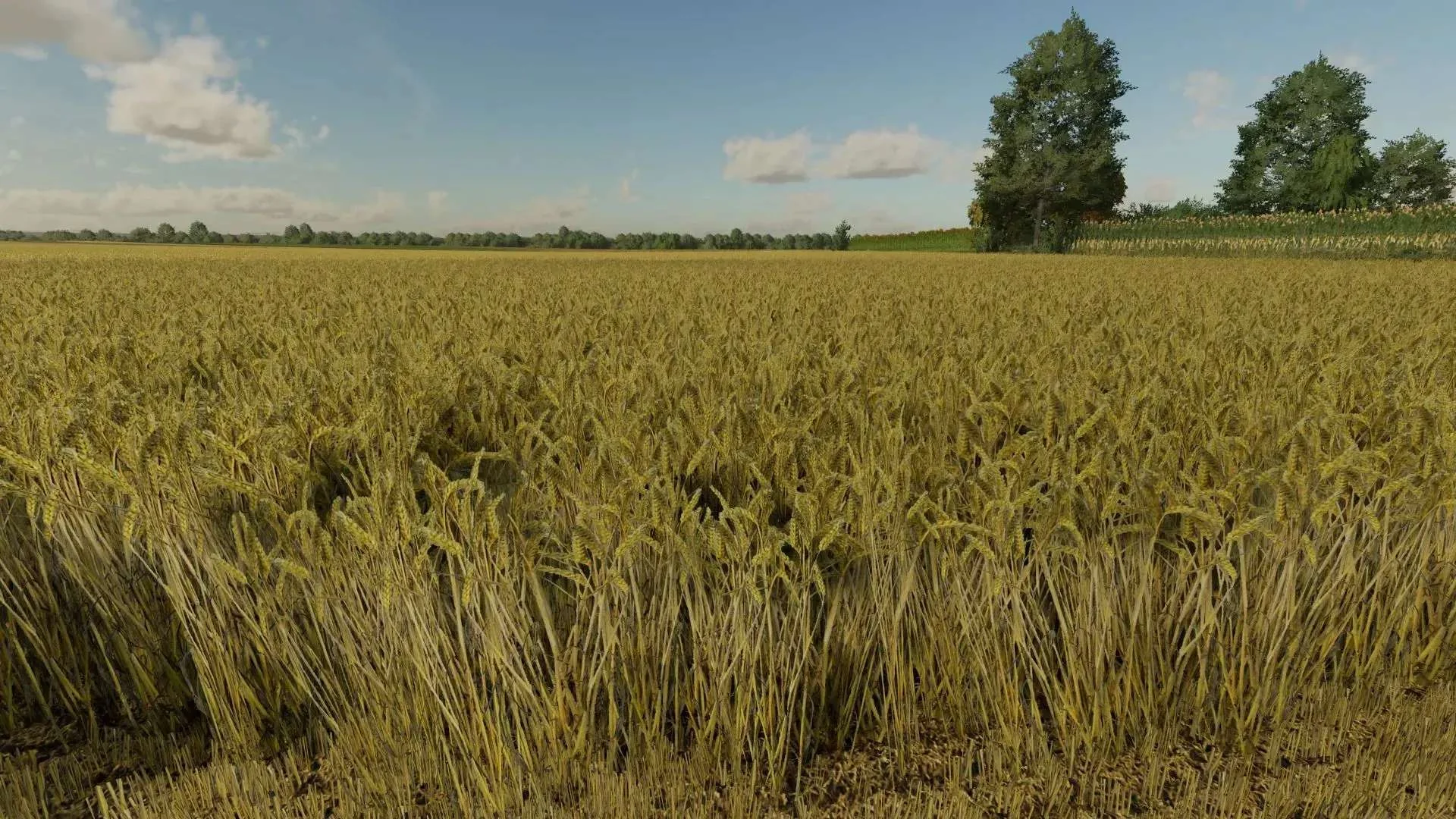 Wheat Texture v1.0.0.1 FS22 FS22 Mod Free Download