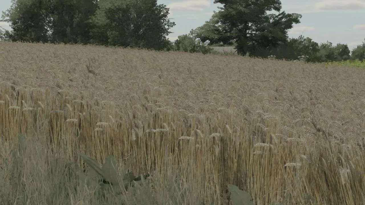 Wheat Texture v1.0 FS22 FS22 Mod Free Download