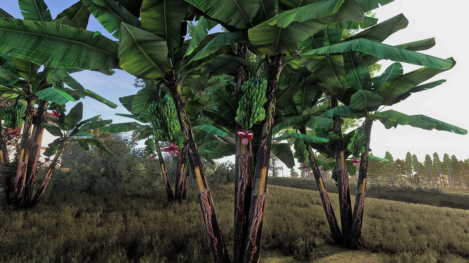 FS25 Banana tree v1.0 Objects Mod FS25 Mod Free Download
