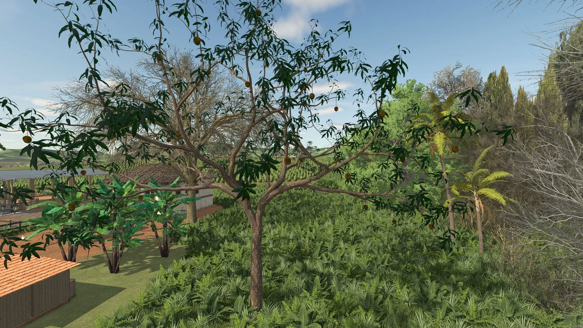 FS25 Mango Tree V1.0 Objects Mod FS25 Mod Free Download