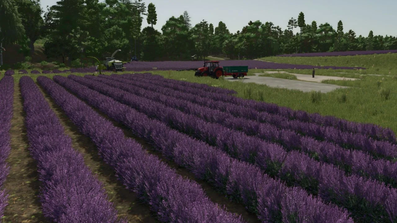 FS25 Lavender in Rows (Prefab) V1.0 Other Mod FS25 Mod Free Download