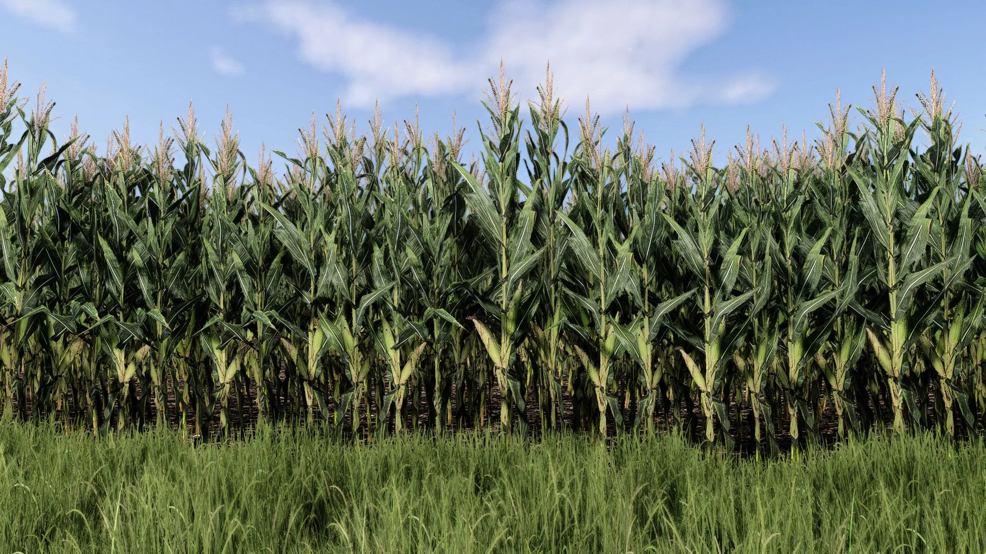 FS25 Maize Texture V1.0 Other Mod