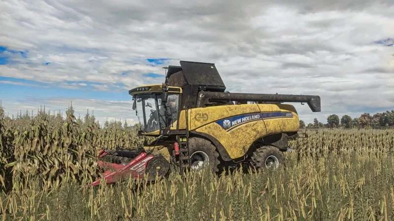 FS25 Realistic Maize Texture v1.0 Textures Mod FS25 Mod Free Download
