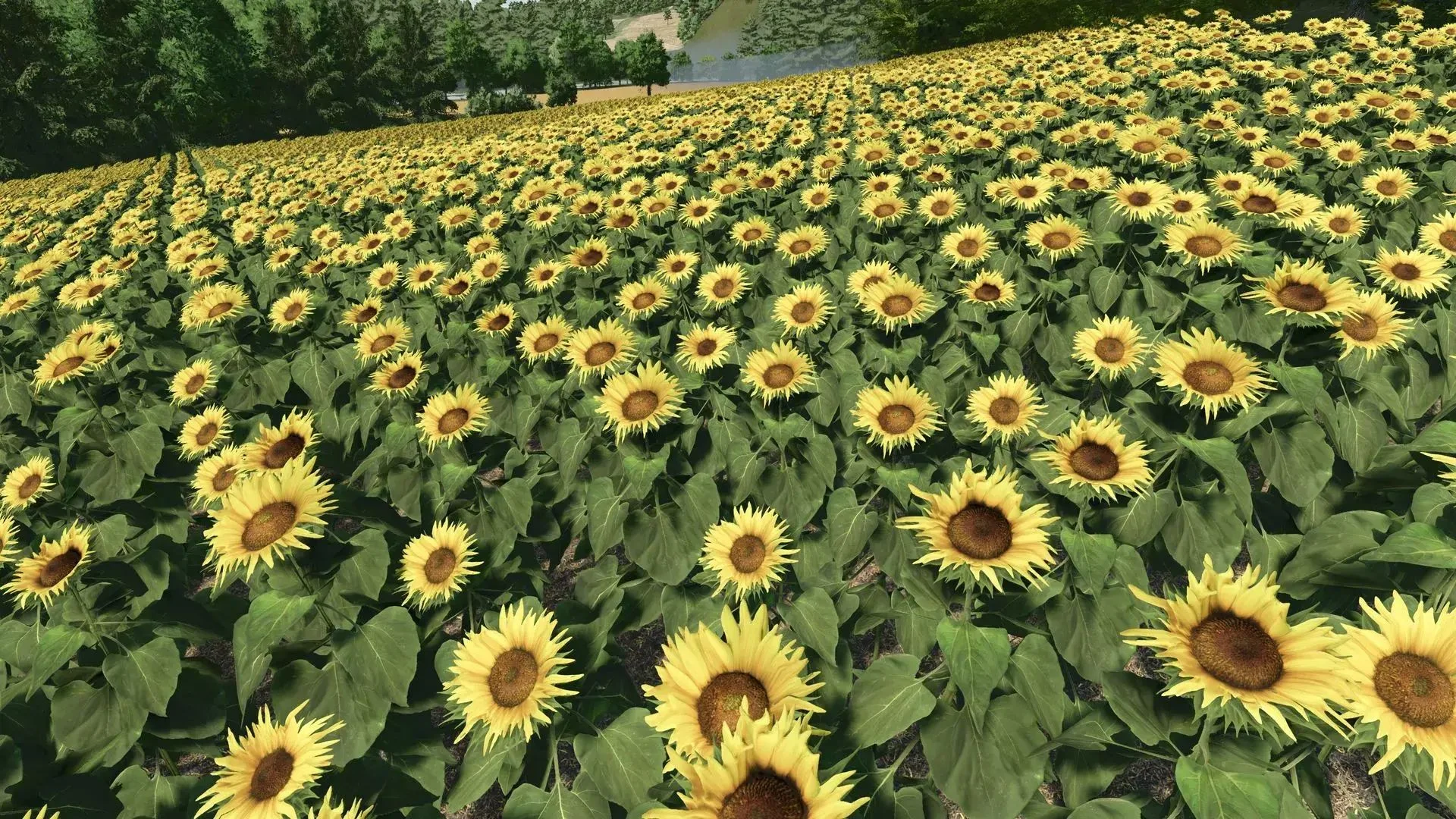 FS25 Sunflower Texture V1.0 Textures Mod FS25 Mod Free Download